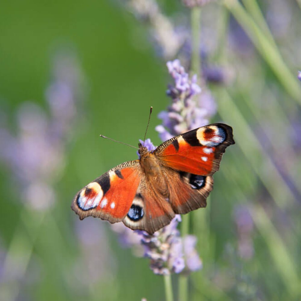 tagpfauenauge__DSC_1162_